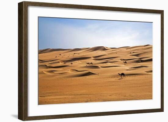 Oman, Wahiba Sands. Camels Belonging to Bedouins Cross Sand Dunes in Wahiba Sands.-Nigel Pavitt-Framed Photographic Print