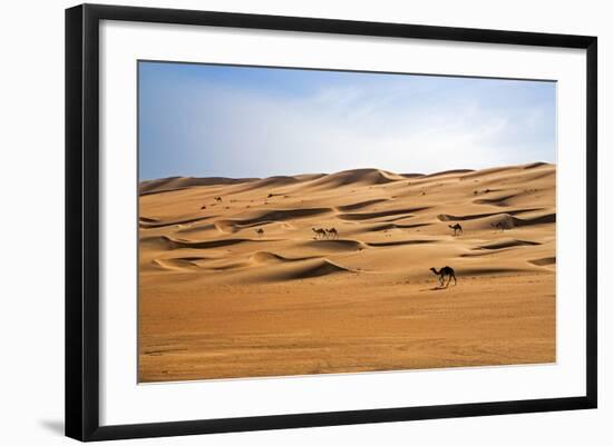 Oman, Wahiba Sands. Camels Belonging to Bedouins Cross Sand Dunes in Wahiba Sands.-Nigel Pavitt-Framed Photographic Print