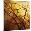 Ombre Branches-James McMasters-Mounted Art Print