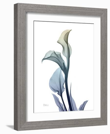Ombre Expression Calla Lily 1-Albert Koetsier-Framed Photographic Print