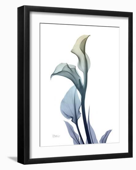 Ombre Expression Calla Lily 1-Albert Koetsier-Framed Photographic Print