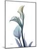 Ombre Expression Calla Lily 1-Albert Koetsier-Mounted Photographic Print