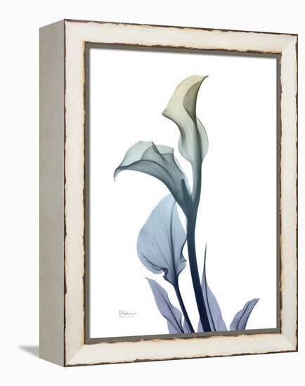 Ombre Expression Calla Lily 1-Albert Koetsier-Framed Premier Image Canvas