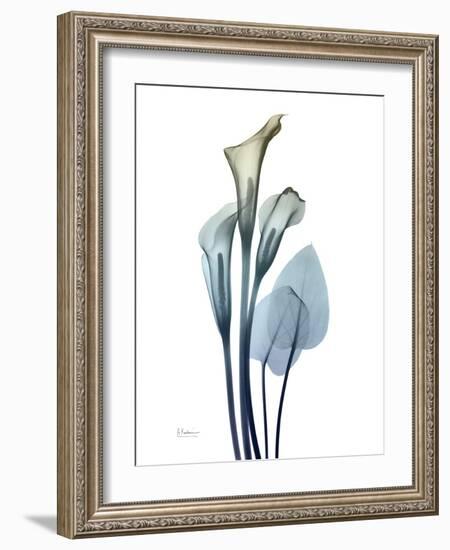 Ombre Expression Calla Lily 2-Albert Koetsier-Framed Photographic Print