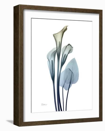 Ombre Expression Calla Lily 2-Albert Koetsier-Framed Photographic Print