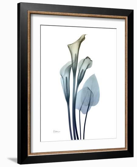 Ombre Expression Calla Lily 2-Albert Koetsier-Framed Photographic Print