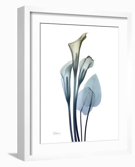 Ombre Expression Calla Lily 2-Albert Koetsier-Framed Photographic Print