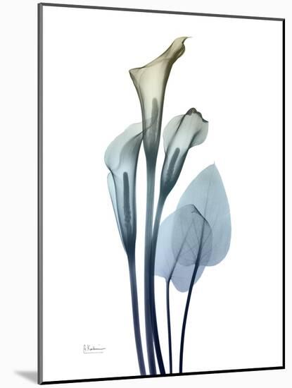 Ombre Expression Calla Lily 2-Albert Koetsier-Mounted Photographic Print