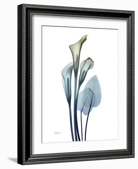 Ombre Expression Calla Lily 2-Albert Koetsier-Framed Photographic Print