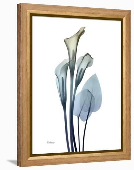 Ombre Expression Calla Lily 2-Albert Koetsier-Framed Premier Image Canvas