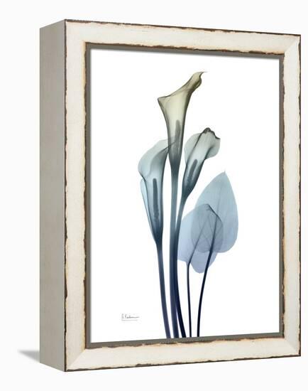 Ombre Expression Calla Lily 2-Albert Koetsier-Framed Premier Image Canvas