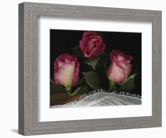 Ombre Tea Rose on Black Background-Anna Miller-Framed Photographic Print