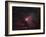 Omega Nebula-Stocktrek Images-Framed Photographic Print