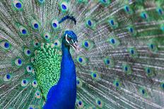 Close up of Beautiful Male Peacock with Feathers-ommaphat chotirat-Photographic Print