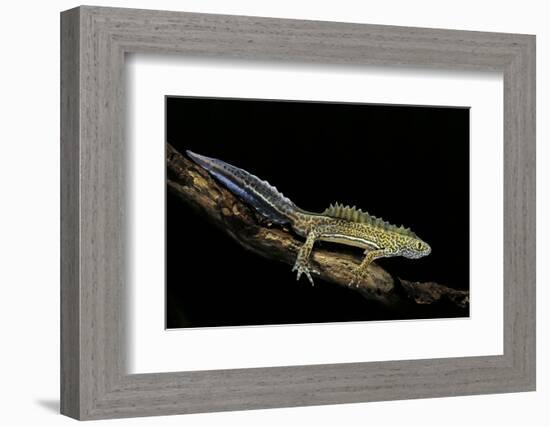 Ommatotriton Vittatus (Southern Banded Newt)-Paul Starosta-Framed Photographic Print