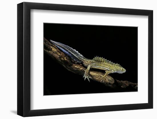 Ommatotriton Vittatus (Southern Banded Newt)-Paul Starosta-Framed Photographic Print