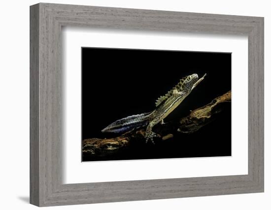 Ommatotriton Vittatus (Southern Banded Newt)-Paul Starosta-Framed Photographic Print