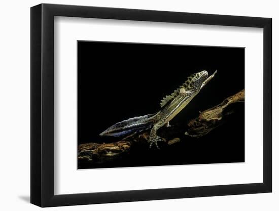 Ommatotriton Vittatus (Southern Banded Newt)-Paul Starosta-Framed Photographic Print