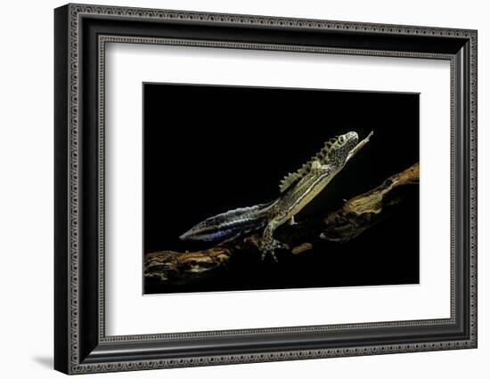 Ommatotriton Vittatus (Southern Banded Newt)-Paul Starosta-Framed Photographic Print