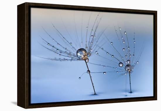 On a Clear Rainy Day-Heidi Westum-Framed Premier Image Canvas