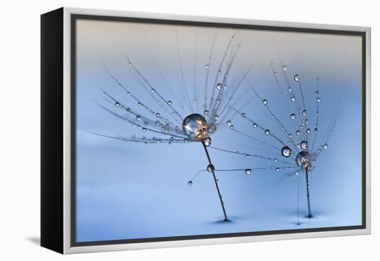 On a Clear Rainy Day-Heidi Westum-Framed Premier Image Canvas