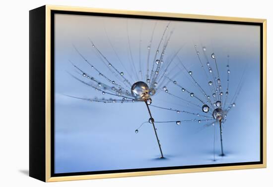 On a Clear Rainy Day-Heidi Westum-Framed Premier Image Canvas