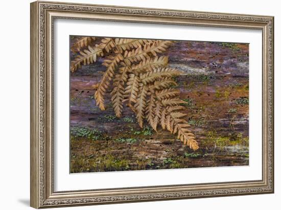 On a Log II-Kathy Mahan-Framed Photographic Print