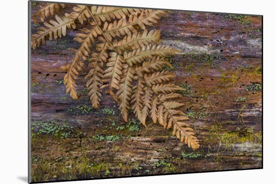 On a Log II-Kathy Mahan-Mounted Photographic Print