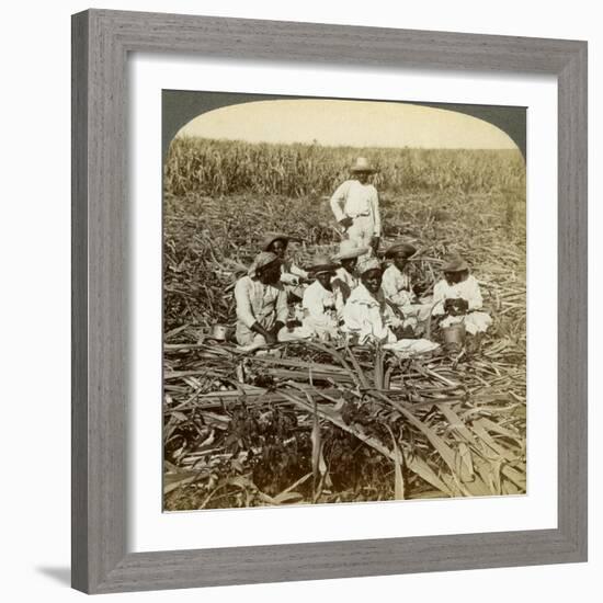 On 'La Union' Sugar Plantation, San Luis, Santiago Province, Cuba, 1899-Underwood & Underwood-Framed Giclee Print