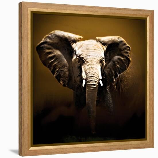 On Safari-Bobbie Goodrich-Framed Stretched Canvas