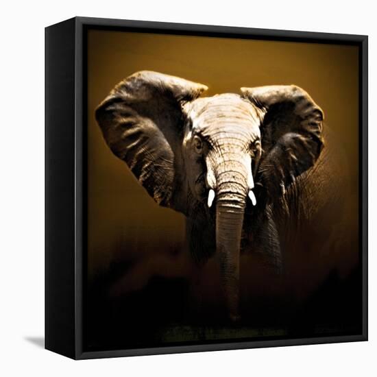 On Safari-Bobbie Goodrich-Framed Stretched Canvas