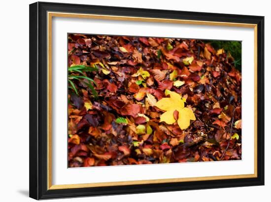 On the Autumn Trail-Philippe Sainte-Laudy-Framed Photographic Print