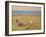 On the Beach (Oil on Canvas)-John Lavery-Framed Giclee Print