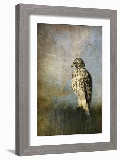 On the Fence Red Shouldered Hawk-Jai Johnson-Framed Giclee Print