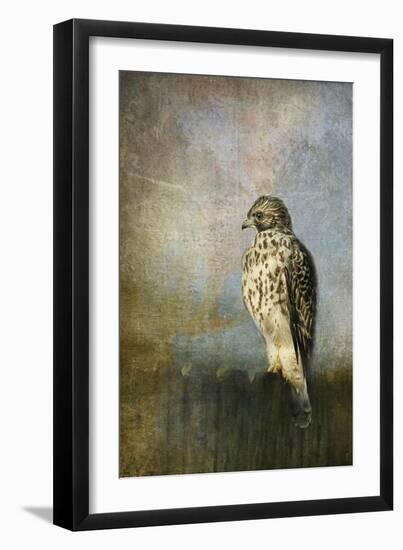 On the Fence Red Shouldered Hawk-Jai Johnson-Framed Giclee Print