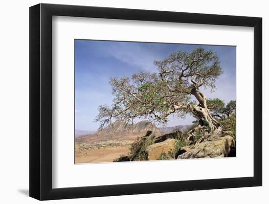 On the Flank of Mount Workamba, Tambien Region, Tigre Province, Ethiopia, Africa-Bruno Barbier-Framed Photographic Print