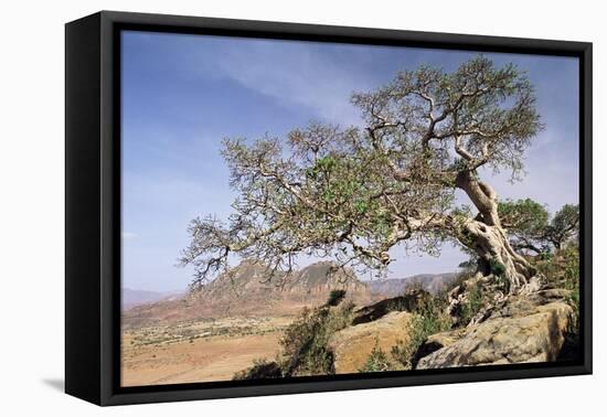 On the Flank of Mount Workamba, Tambien Region, Tigre Province, Ethiopia, Africa-Bruno Barbier-Framed Premier Image Canvas