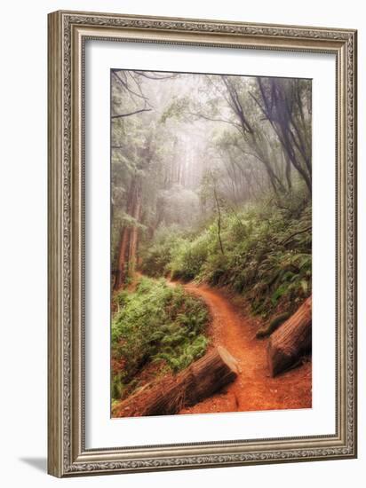 On the Misty Coast Trail at Muir Woods-Vincent James-Framed Photographic Print