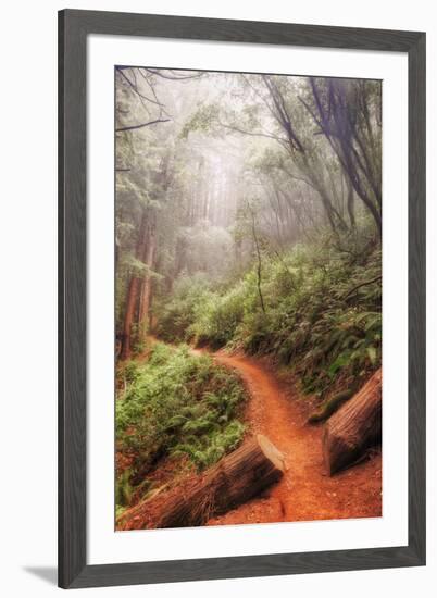 On the Misty Coast Trail at Muir Woods-Vincent James-Framed Photographic Print