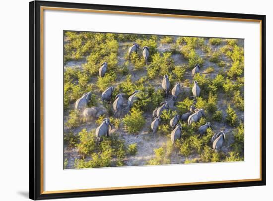 On the Move - Elephants-null-Framed Giclee Print