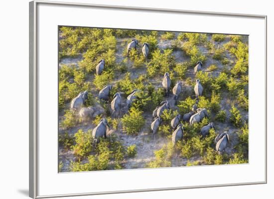 On the Move - Elephants-null-Framed Giclee Print