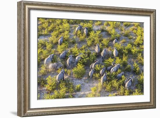 On the Move - Elephants-null-Framed Giclee Print