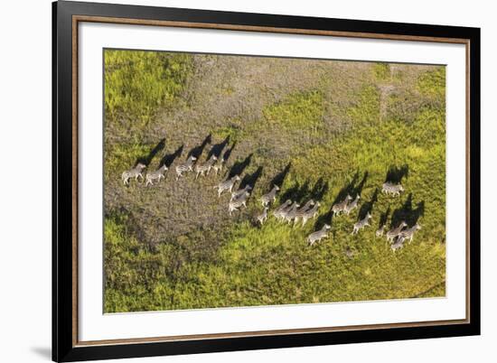 On the Move - Zebra-null-Framed Giclee Print