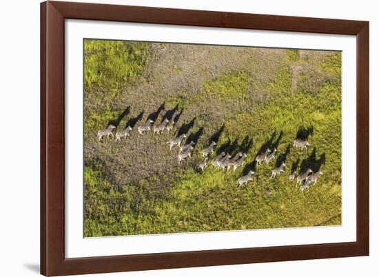 On the Move - Zebra-null-Framed Giclee Print