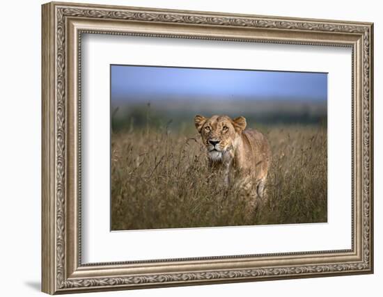 On the Prowl-Xavier Ortega-Framed Photographic Print