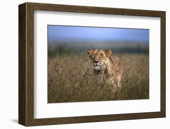 On the Prowl-Xavier Ortega-Framed Photographic Print