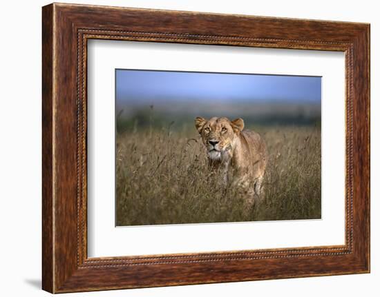 On the Prowl-Xavier Ortega-Framed Photographic Print