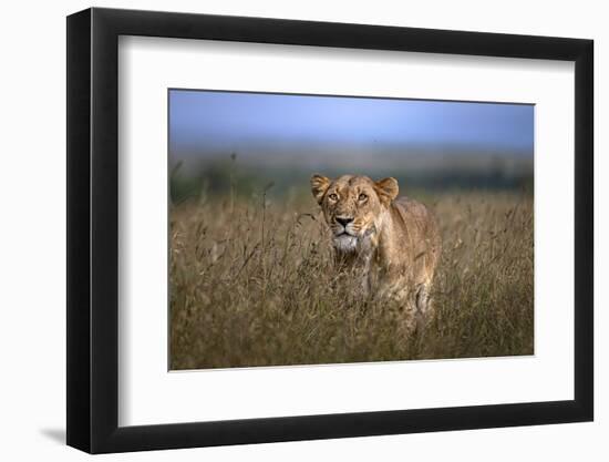 On the Prowl-Xavier Ortega-Framed Photographic Print