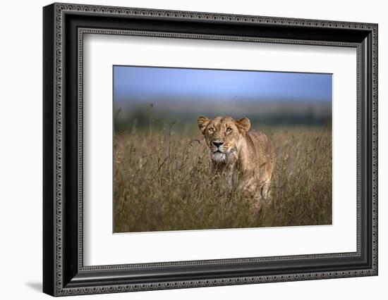 On the Prowl-Xavier Ortega-Framed Photographic Print