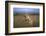 On the Prowl-Xavier Ortega-Framed Photographic Print